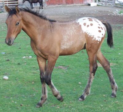horse wrise and shine pedigree